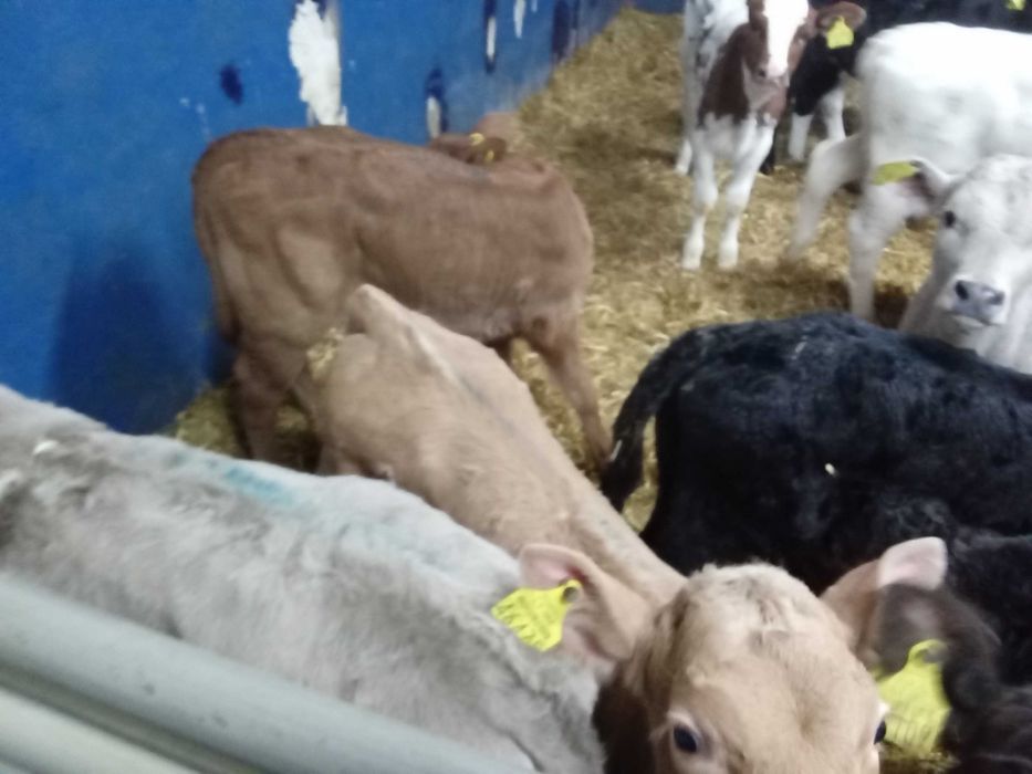 Cielęta, cielaki, byczki oraz jałówki mięsne, MM,MS,HF transport