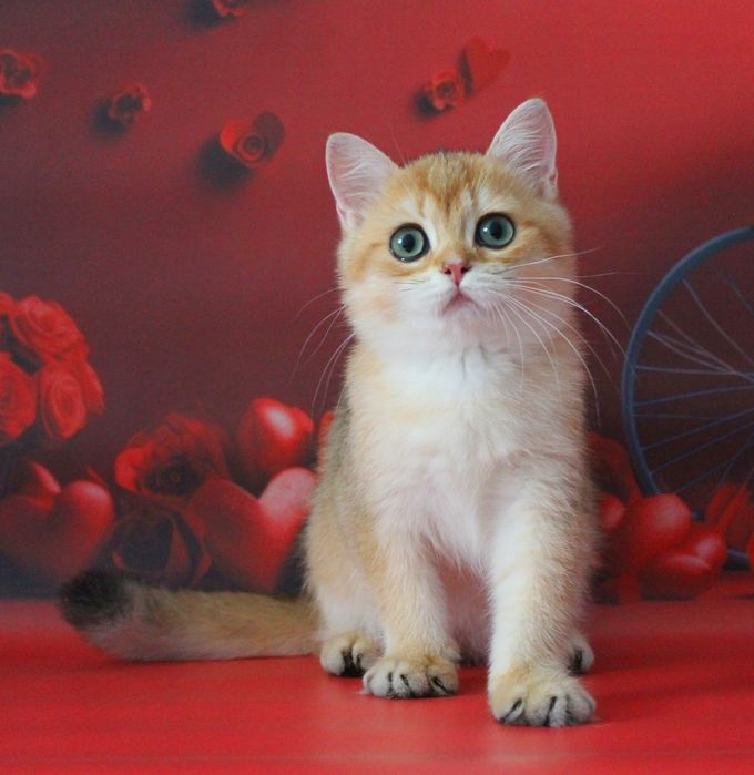 Найкращий золотий британський хлопчик для вас