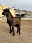 Casal de cabras Anas