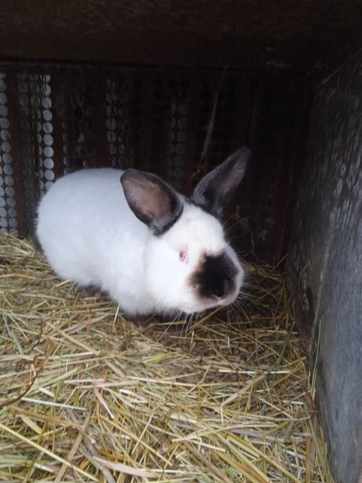 Продам самку колифорнийской породы