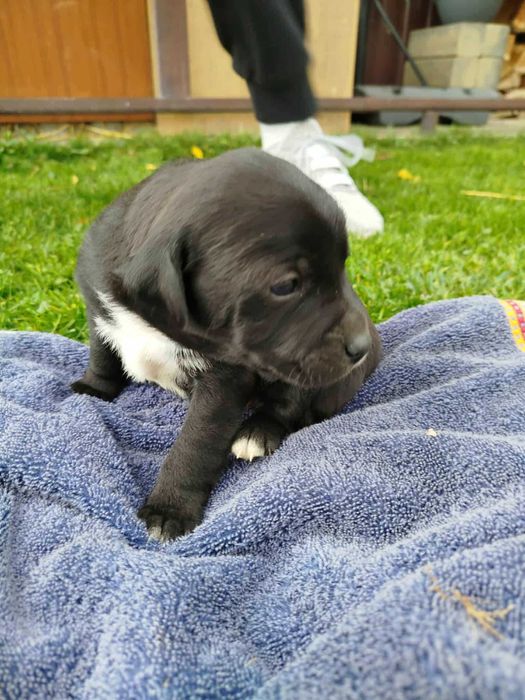 Oddam pieski za darmo