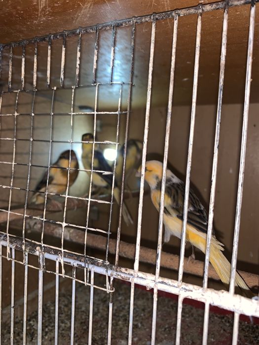 4 samce kanarki na śpiewie