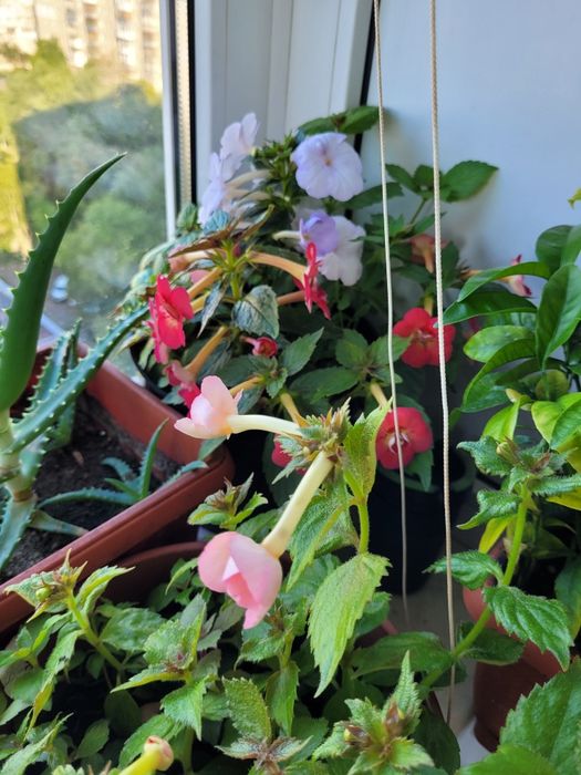 Рослини ахіменеса вирощені з надлишків різом Недорого Висилаю НП УП