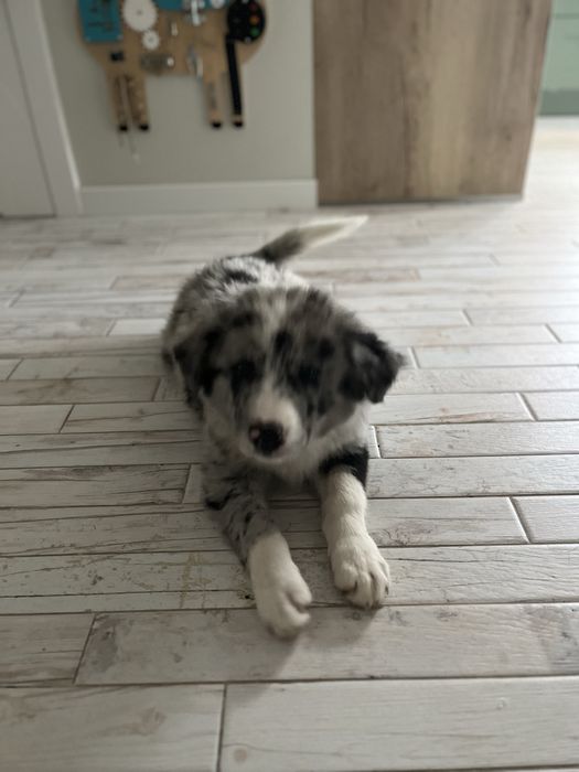 Szczeniak Border Collie Blue Merle