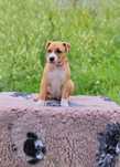 Amstaff (FCI) dziewczynka