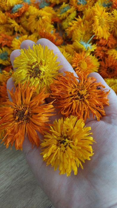 Нагідки  великі, цвіт висушений 2025