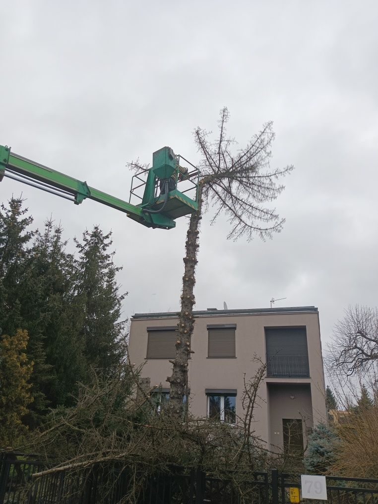 Wycinka drzew za drewno, oczyszczanie działek.Opolskie dol.slask .Wlkp