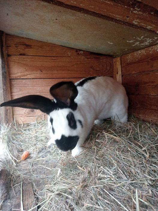 Samica srokacza zakocona