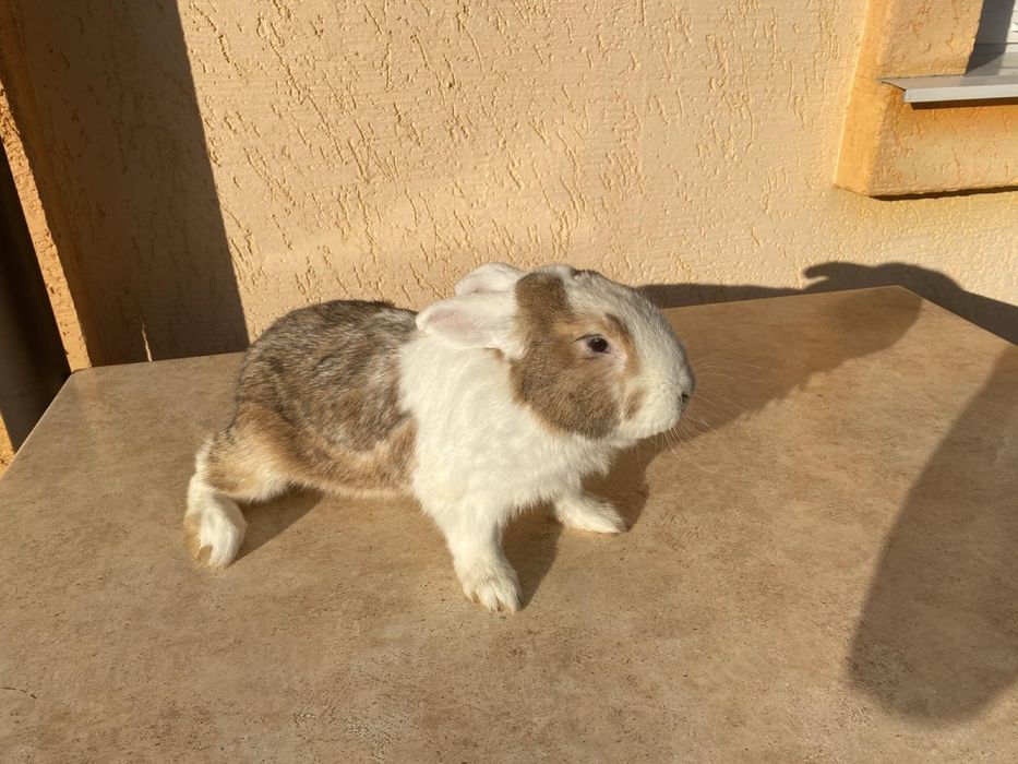 Продам кроликів