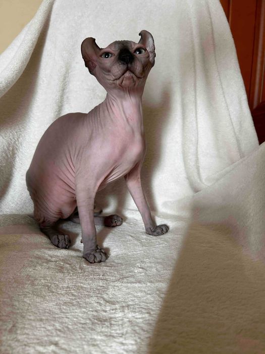 Дівчинка Піксі порода Ельф