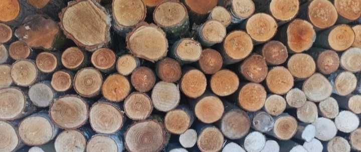 Drewno opałowe brzoza   , zrębka