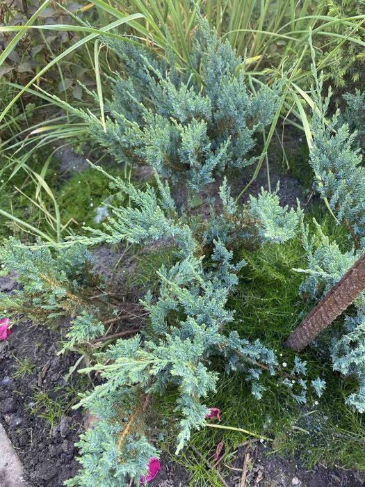 Самшит, ялівець, туя, пухироплодник, вейгела, гейхера продажа