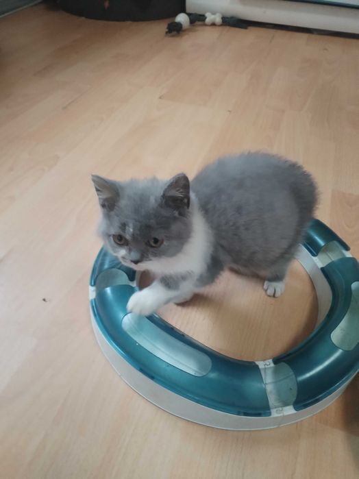 Gotowa do odbioru Śliczna Niebieska Kotka Bicolor