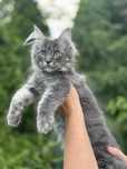 Kotka Maine Coon. Opcja hodowlana. Zapraszamy FPL