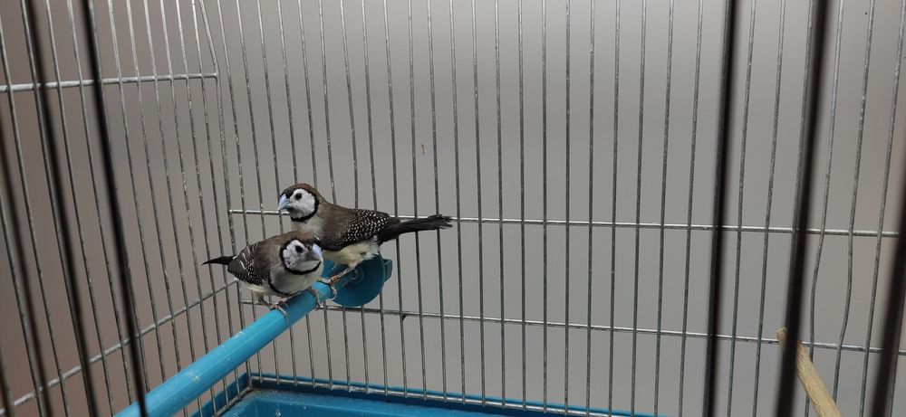 Astryldy Kratoskrzydłe