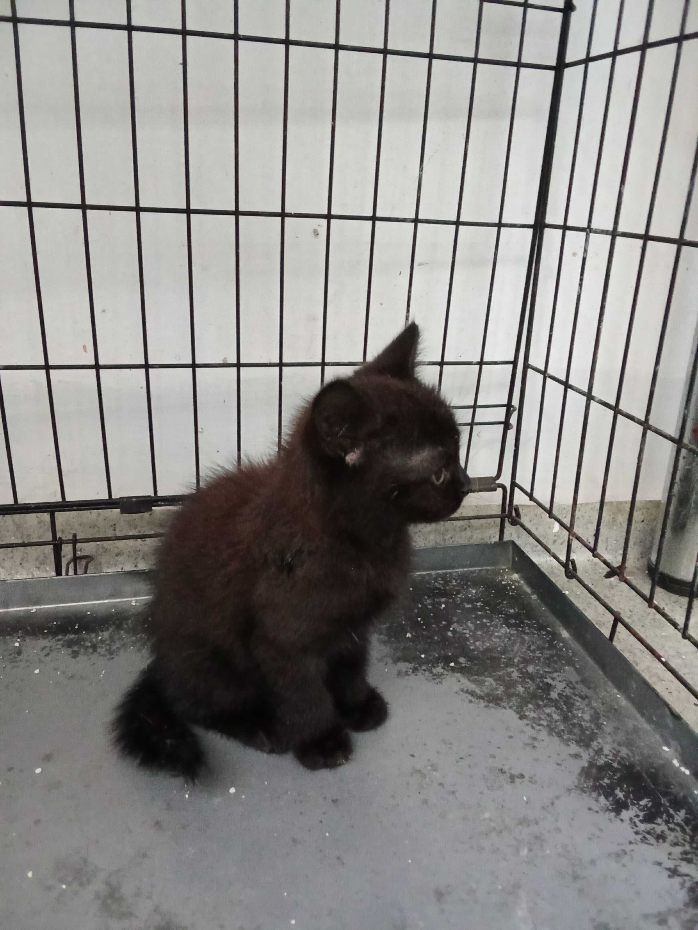 Mały czarny kociak chce mieć swoj domek adoptuj