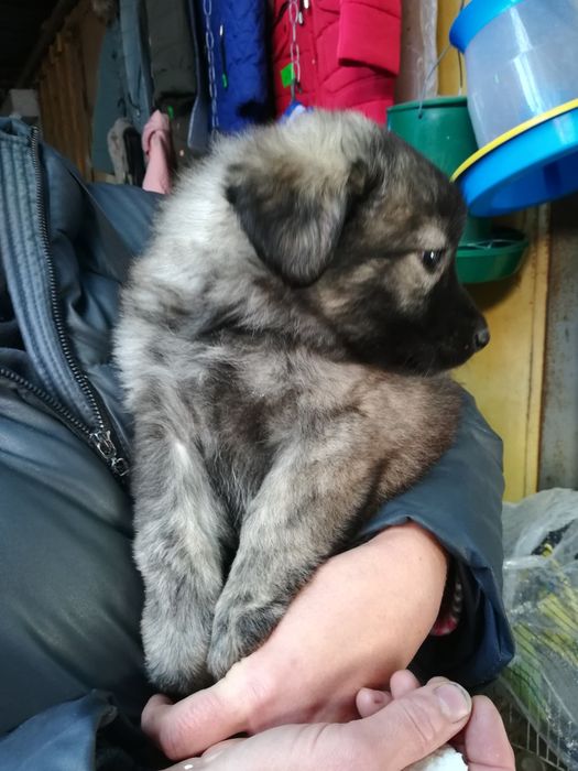 Щенки   бесплатно 12 шт месячные