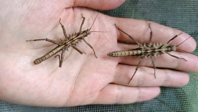 Кагаяни палочники