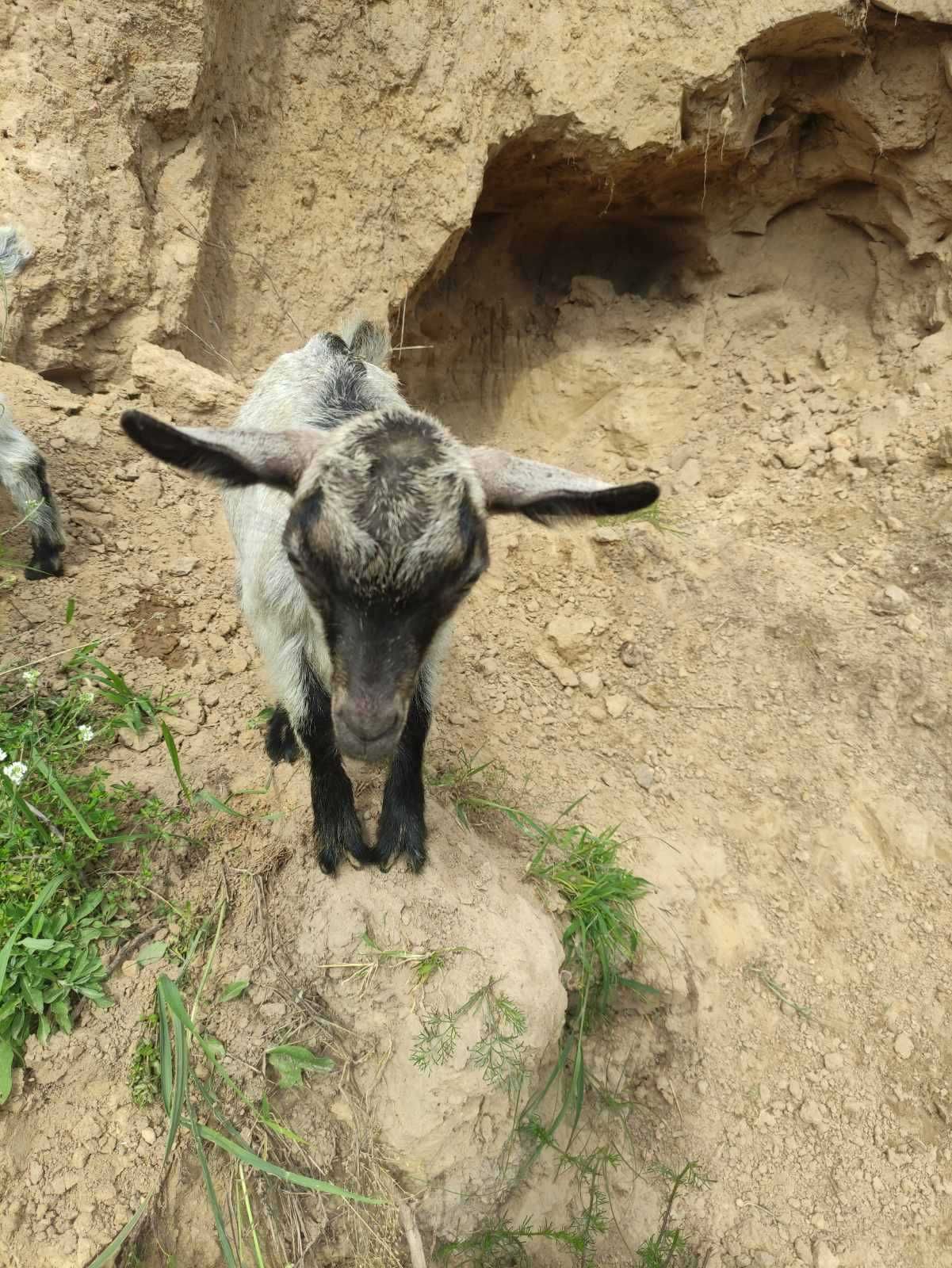 Продам козеня(козлят) хлопчик