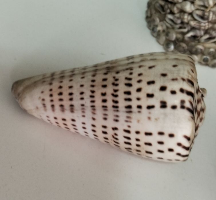 Conjunto Conchas originais muito antigas