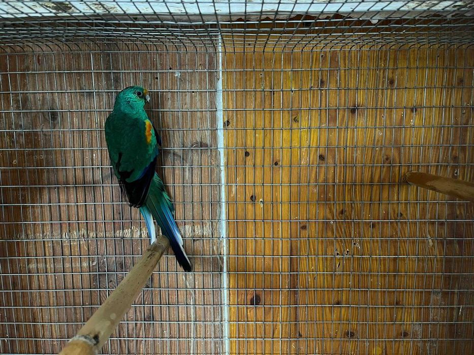 Vendo vários tipos de aves