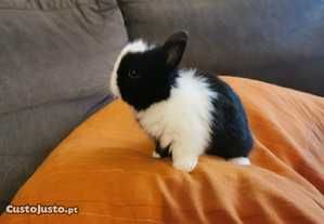 Coelhos anões mini lindíssimos +Gaiolas nova+alimentação adequada