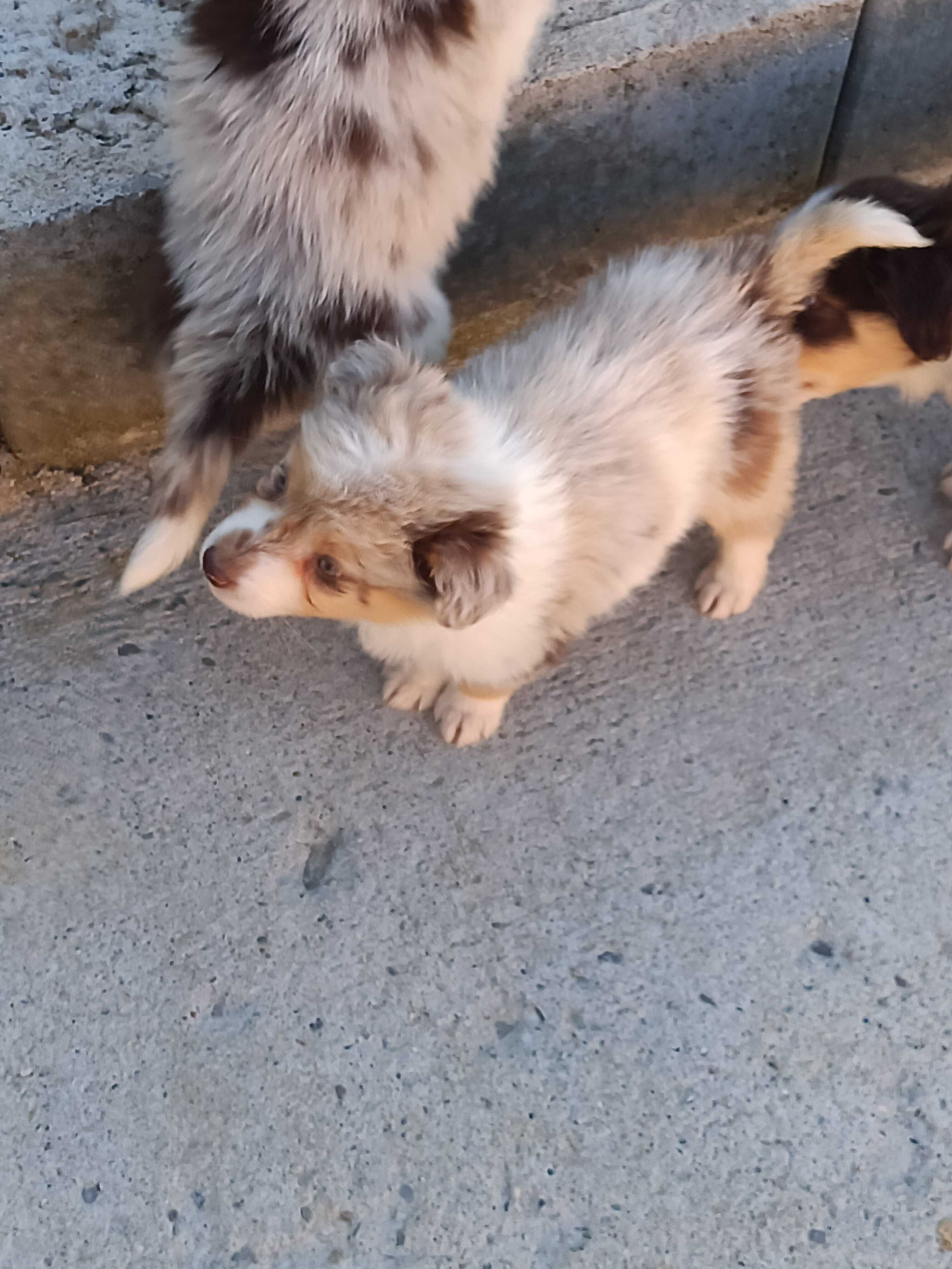 Border Collie - ostatnia sunia