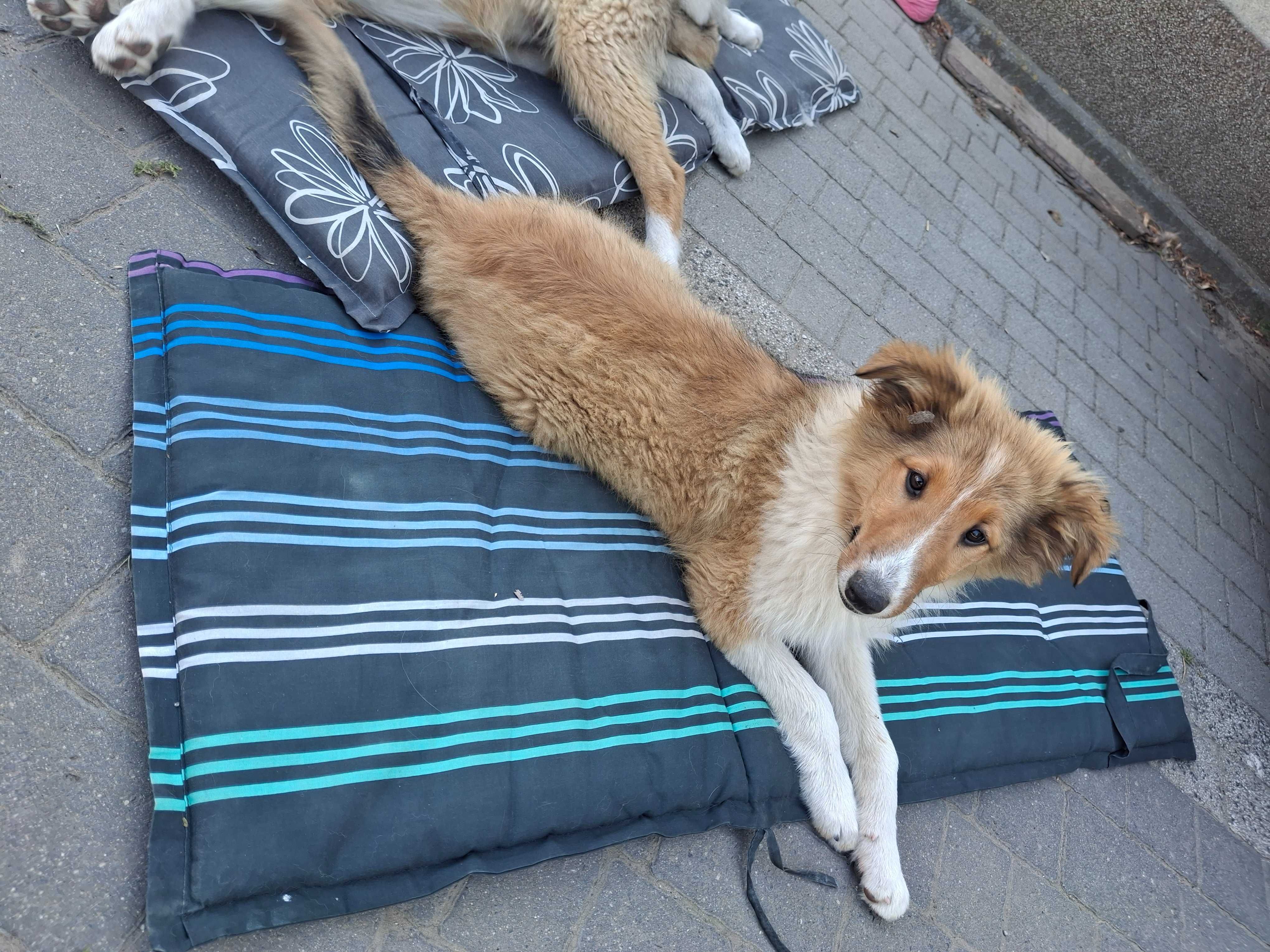 Owczarek szkocki collie