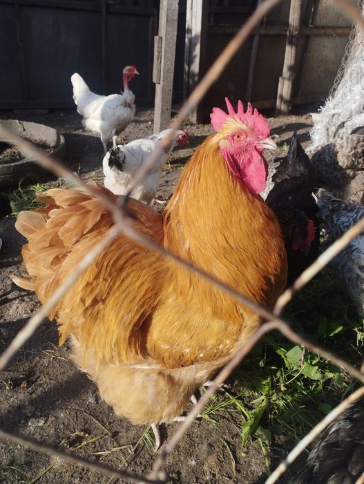 Петух Орпингтон 1 год.