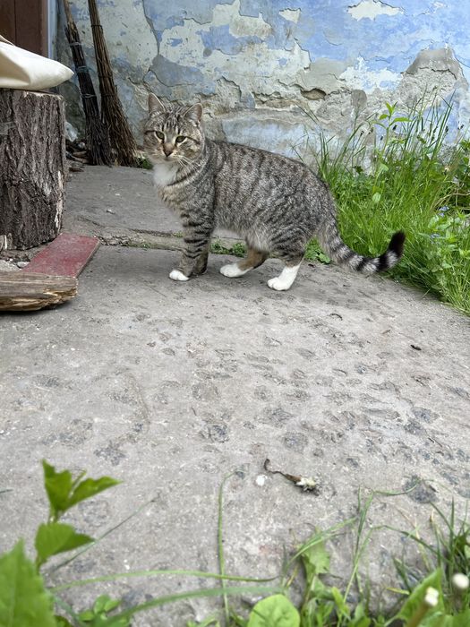 Котик у хороші руки