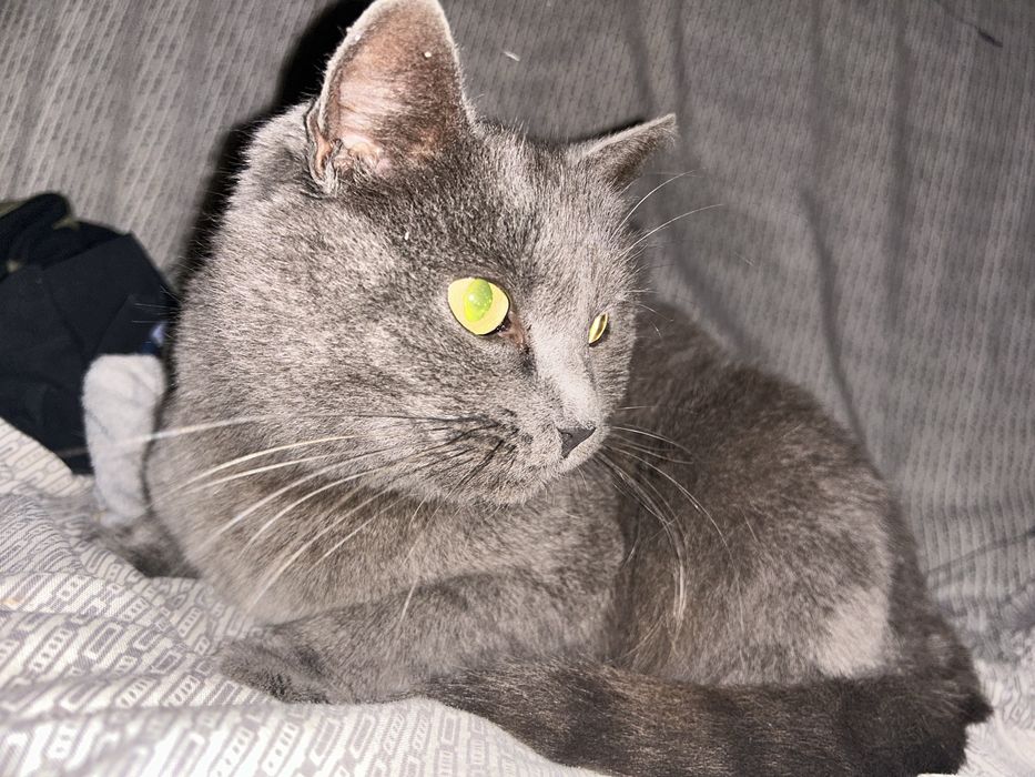 Кішечка в хороші руки