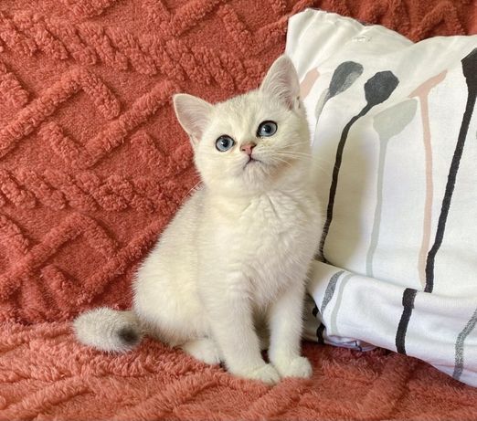 Чистокровный британский котик в окрасе серебристая шиншилла с небесным