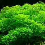 Limnophila sessiliflora - roślina akwariowa