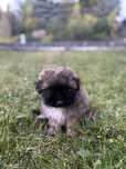 Uroczy piesek shih tzu