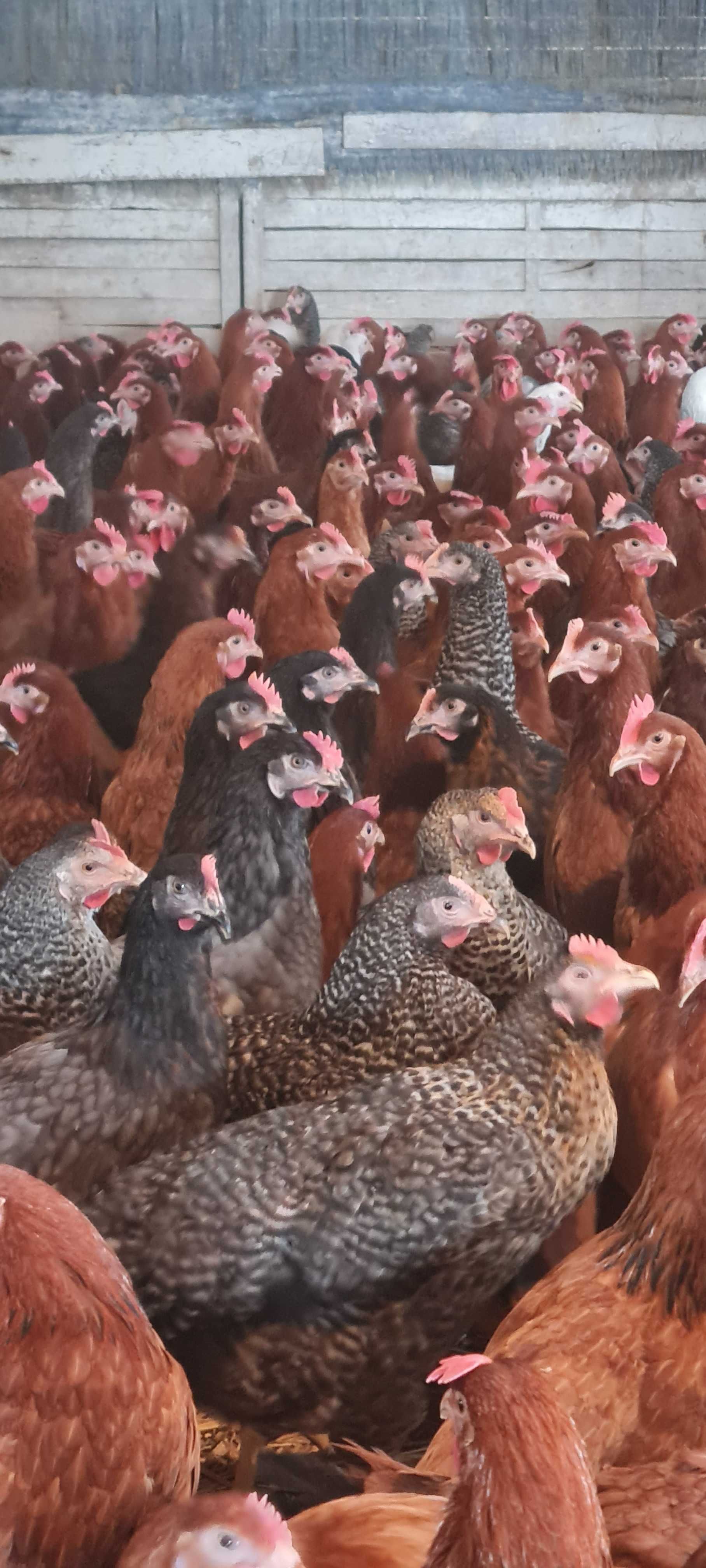KURY młode nioski z własnego odchowu ! Rossa Messa Leghorn ! ZAPRASZAM