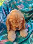 Cocker spaniel angielski
