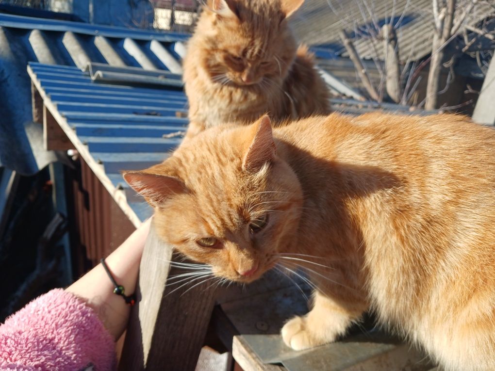 Кошенята шукають родину