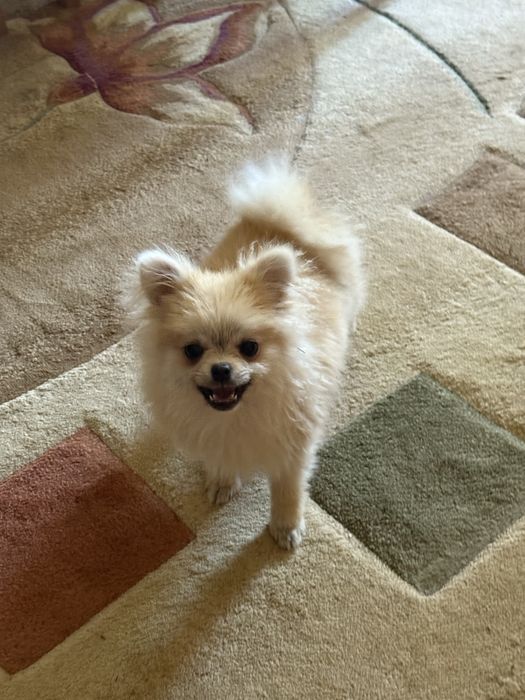 Хлопчики Померанського Шпіца