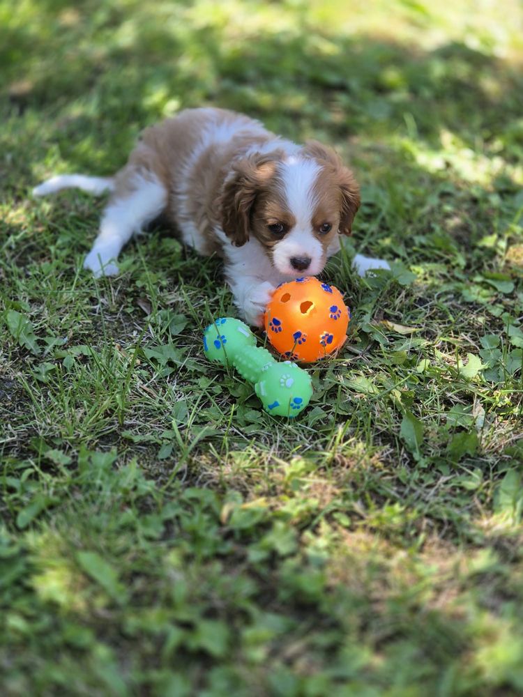 Cavalier King Charles Spaniel - urocza suczka