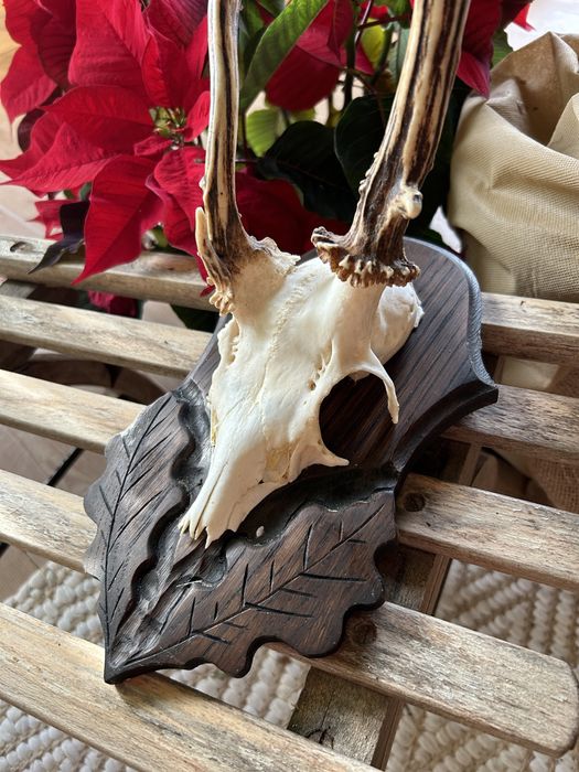 Trofeum myśliwskie/łowieckie jeleń/kozioł z opisem