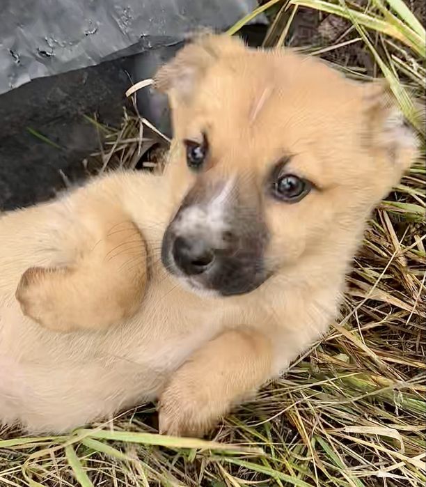 Мальчикам нужен дом!!!