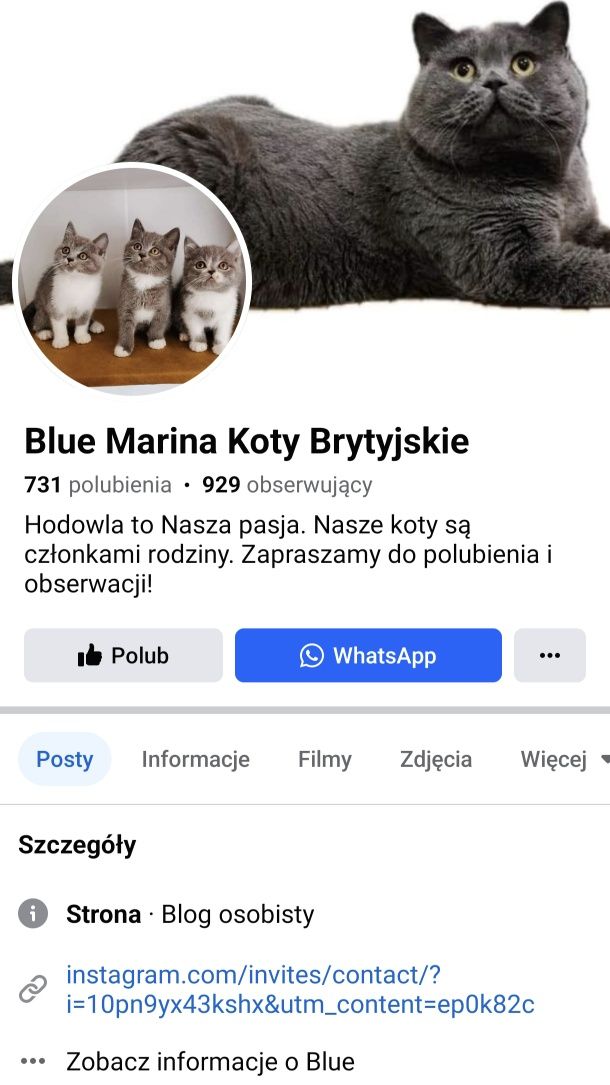 Kot Brytyjski niebieski odbiór w czerwcu