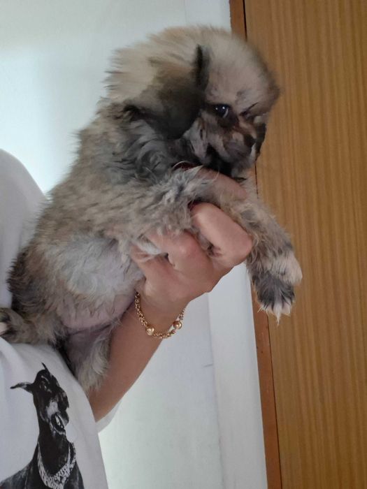 Pequines femea linda