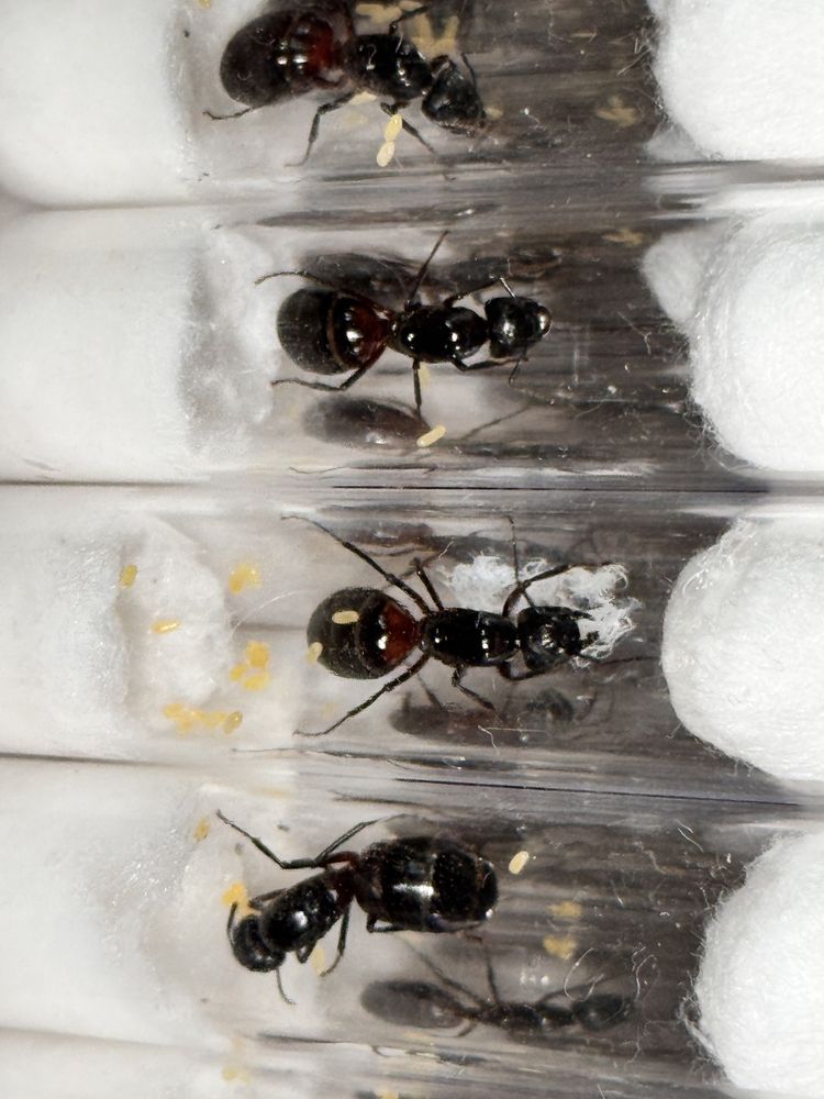 Camponotus ligniperda 2+1 gratis !!!