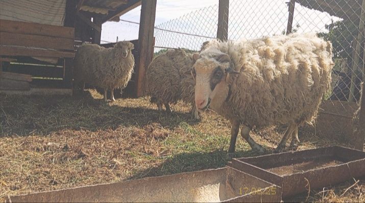 Продаються вівці