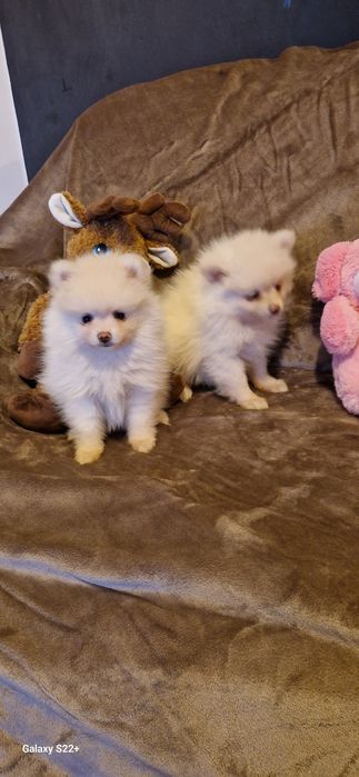 Śliczna sunia szpic