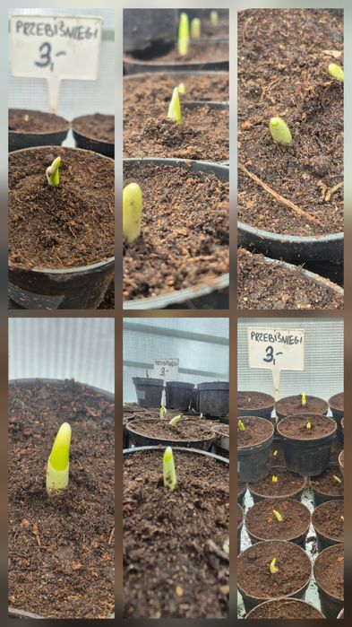 Przebiśniegi galanhus