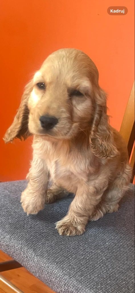 Cocker Spaniel Angielski piesek