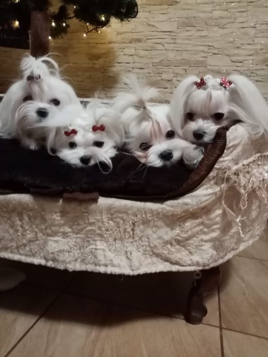Dziewczynka  lala KOREA  maltańczyk rodzice FCI
