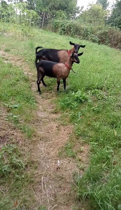 Sprzedam piękną kózkę